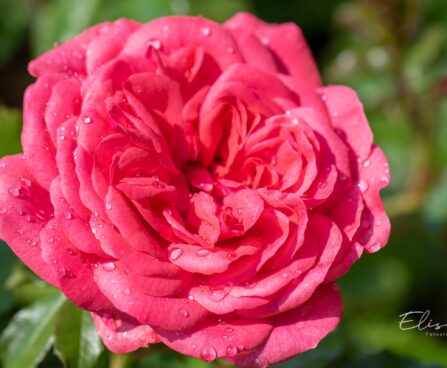 243_10233_Rosa_Rosarium_Uetersen__roos_2.jpg