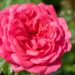 243_10233_Rosa_Rosarium_Uetersen__roos_2.jpg