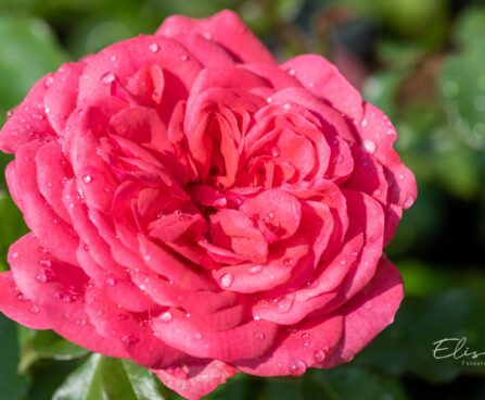 243_10234_Rosa_Rosarium_Uetersen__roos.jpg