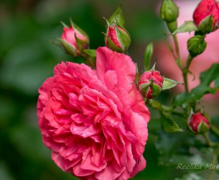 243_7430_Rosa_Rosarium_Uetersen.JPG