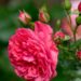 243_7430_Rosa_Rosarium_Uetersen.JPG
