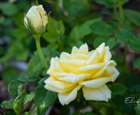 245_10672_Rosa_Landora_roos.jpg