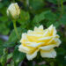 245_10672_Rosa_Landora_roos.jpg
