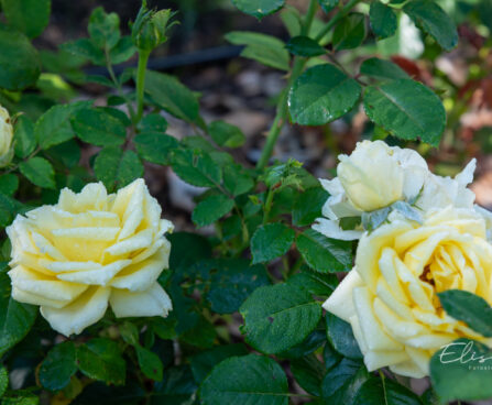 245_10673_Rosa_Landora_roo.jpg