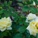 245_10673_Rosa_Landora_roo.jpg