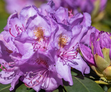 121_11151_Rhododendron_Catawbiense_Grandiflorum_rododendron_3.jpg