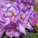 121_11151_Rhododendron_Catawbiense_Grandiflorum_rododendron_3.jpg