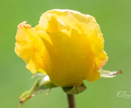 246_10237_Rosa_Golden_Showers_roos.jpg