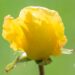 246_10237_Rosa_Golden_Showers_roos.jpg