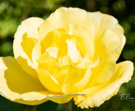 246_10406_Rosa_Golden_Showers_roniroos.jpg