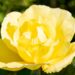 246_10406_Rosa_Golden_Showers_roniroos.jpg