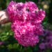 248_10679_Rosa_Super_Dorothy_roos_2.jpg