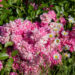 248_10680_Rosa_Super_Dorothy_roos.jpg