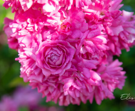 248_10681_Rosa_Super_Dorothy_roos_3.jpg