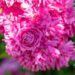 248_10681_Rosa_Super_Dorothy_roos_3.jpg