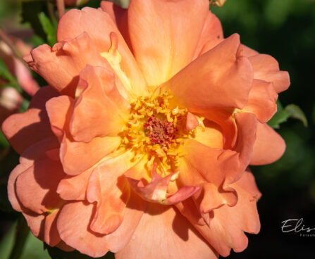 249_10674_Rosa_Westerland_roos_4.jpg
