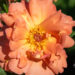 249_10674_Rosa_Westerland_roos_4.jpg