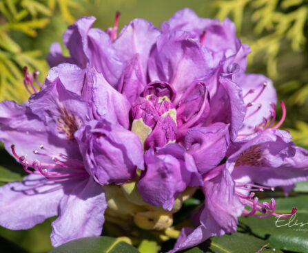 121_11152_Rhododendron_Catawbiense_Grandiflorum_rododendron.jpg