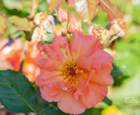 249_10675_Rosa_Westerland_roos_2.jpg
