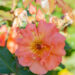 249_10675_Rosa_Westerland_roos_2.jpg