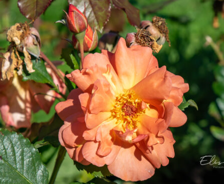 249_10676_Rosa_Westerland_roos_3.jpg