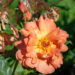 249_10676_Rosa_Westerland_roos_3.jpg