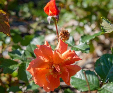 249_10677_Rosa_Westerland_roos.jpg