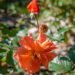 249_10677_Rosa_Westerland_roos.jpg