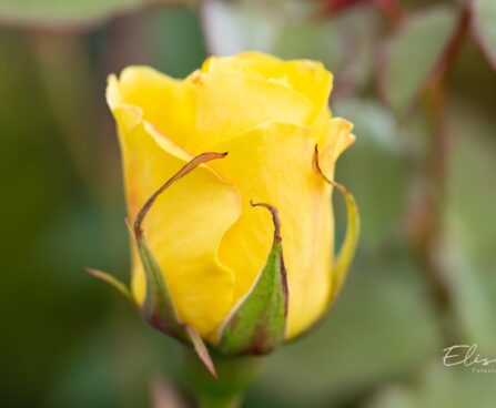 250_10174_Rosa_Friesia_roos.jpg