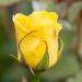 250_10174_Rosa_Friesia_roos.jpg
