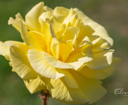 250_11159_Rosa_Friesia_roos_2.jpg