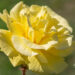 250_11159_Rosa_Friesia_roos_2.jpg