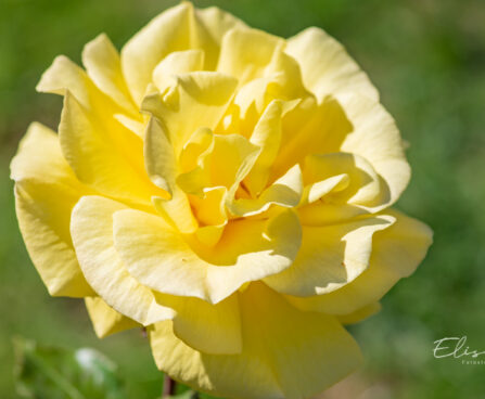 250_11160_Rosa_Friesia_roos.jpg