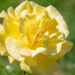 250_11160_Rosa_Friesia_roos.jpg