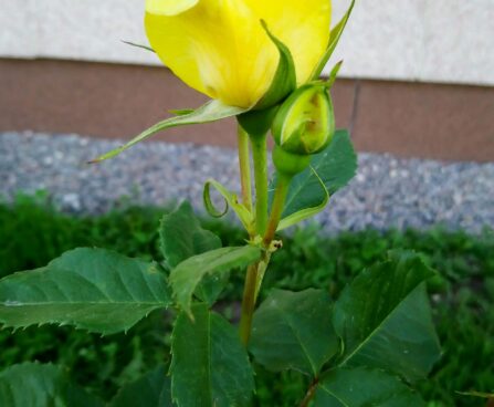 250_7333_Rosa_Friesia.JPG