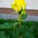 250_7333_Rosa_Friesia.JPG