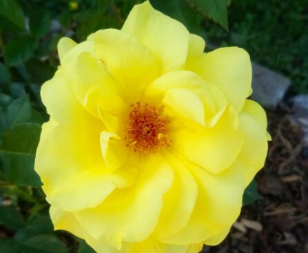 250_7334_Rosa_Friesia_2.JPG