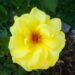 250_7334_Rosa_Friesia_2.JPG