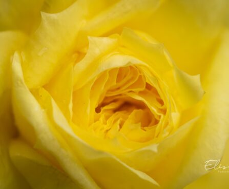 250_9738_Rosa_sp._roos_2.jpg