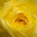 250_9738_Rosa_sp._roos_2.jpg