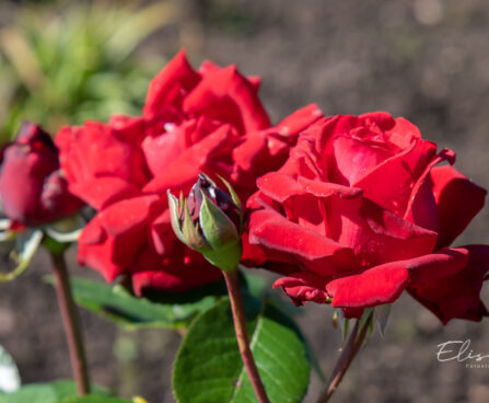 252_10686_Rosa_Burgund_roos_2.jpg