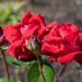 252_10686_Rosa_Burgund_roos_2.jpg