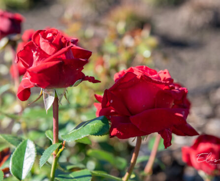 252_10687_Rosa_Burgund_roos.jpg
