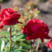 252_10687_Rosa_Burgund_roos.jpg