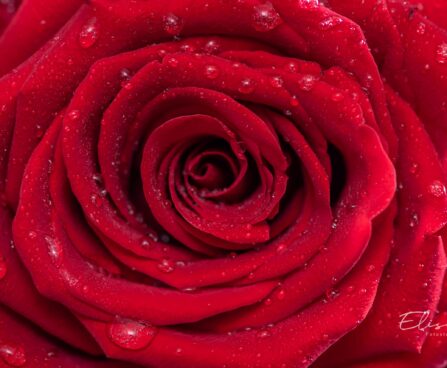 252_9737_Rosa_sp._roos.jpg