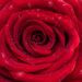 252_9737_Rosa_sp._roos.jpg