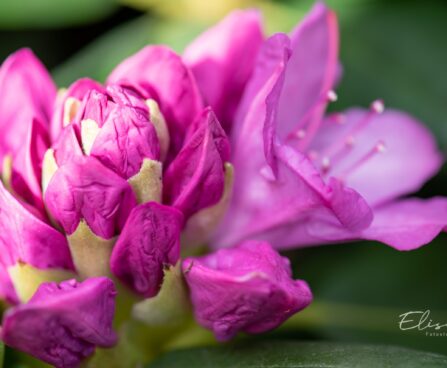 122_10219_Rhododendron_Roseum_rododendron.jpg