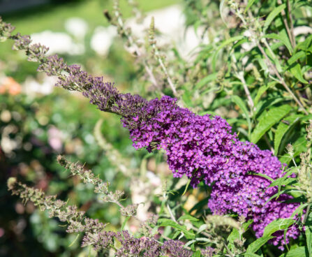 272_10704_Buddleja_davidii_davidi_budleia_2.jpg