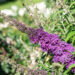 272_10704_Buddleja_davidii_davidi_budleia_2.jpg