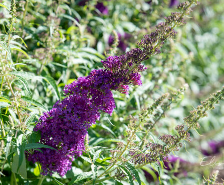 272_10705_Buddleja_davidii_davidi_budleia_.jpg